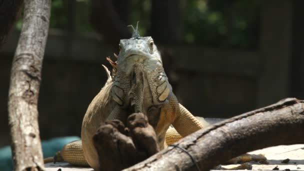 Iguana — Vídeo de Stock