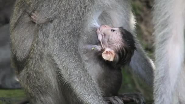 Monkey and baby — Stock Video