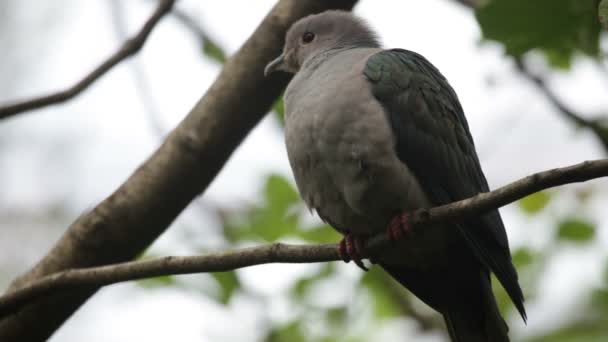 Zamřížované kukačka holubice — Stock video