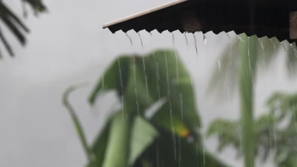 Tropische regen — Stockvideo