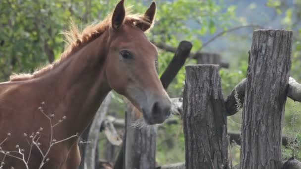 Pferd auf dem Feld — Stockvideo