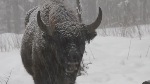 Зубри взимку — стокове відео