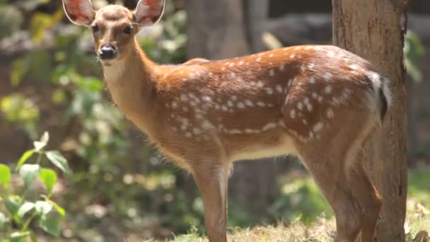 cerfs