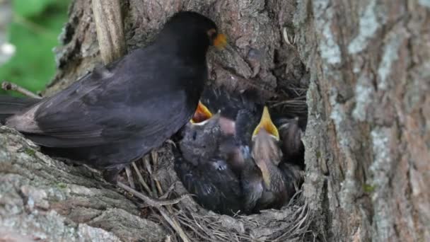 Ouzel、赤ちゃんの鳥を巣します。 — ストック動画