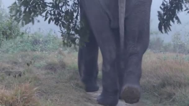 Éléphant d'Asie. Népal .