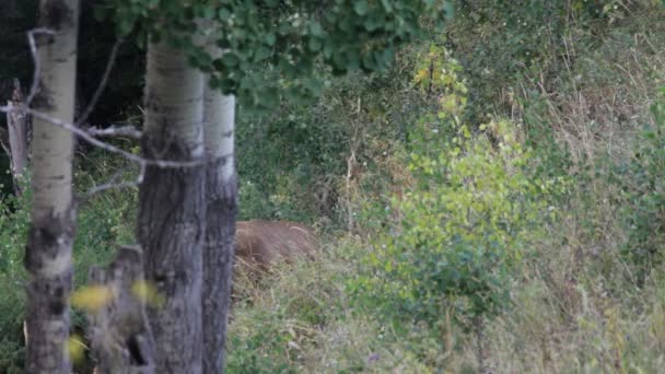 Red deer. Bergen. — Stockvideo