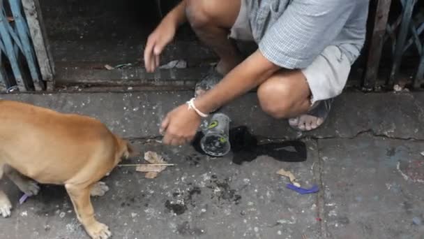 Bezpańskich psów — Wideo stockowe