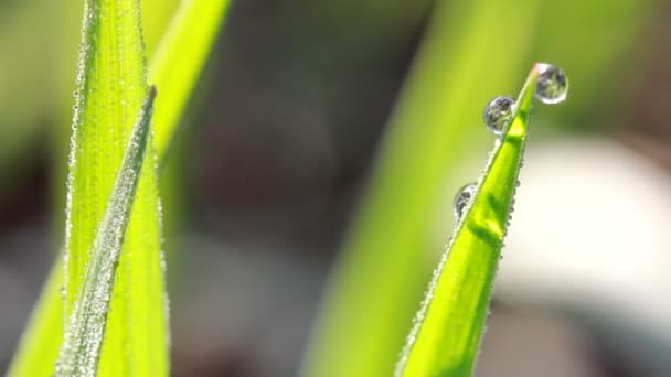 Water drops on the green grass — Stock Video