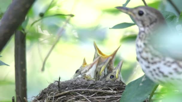 Ouzel, πουλιά μωρών, φωλιά — Αρχείο Βίντεο