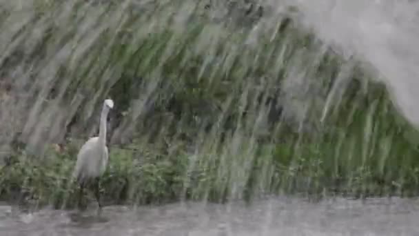 Volavky bílé na déšť — Stock video