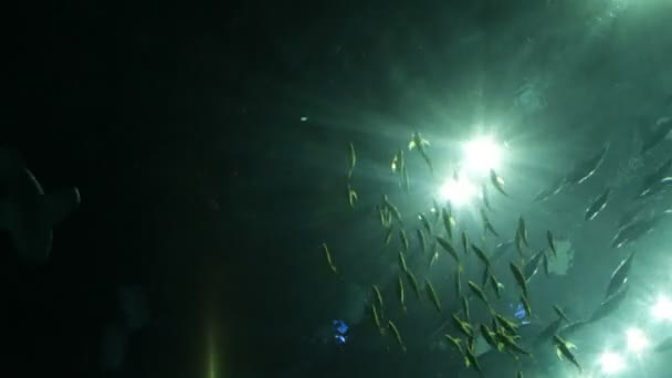 Великий акваріум в океанаріумі — стокове відео