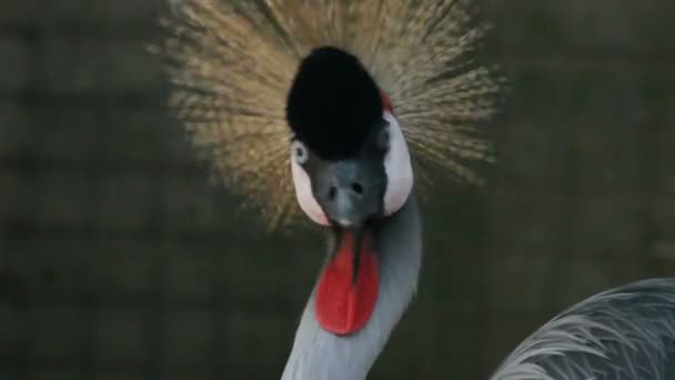 Crowned crane — Stock Video