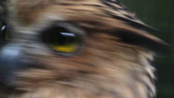 Eagle owl portrét — Stock video