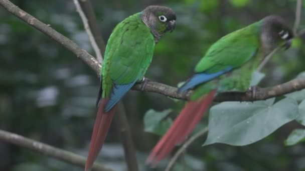 Papagei in den Tropen — Stockvideo