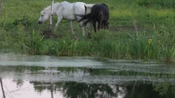 Лошади — стоковое видео