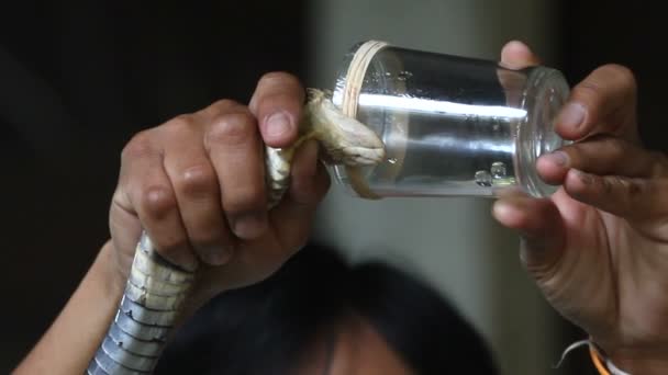 Schlange wird gezwungen, in ein Glas zu beißen und ihr Gift ist sichtbar — Stockvideo