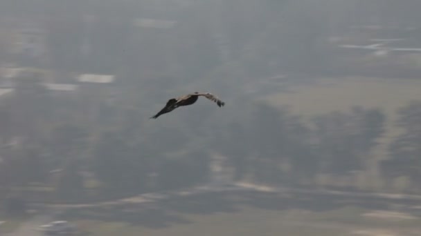 Птица пролетает над городом — стоковое видео