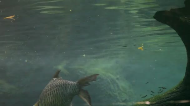 Черепахи, рыбы, под водой — стоковое видео