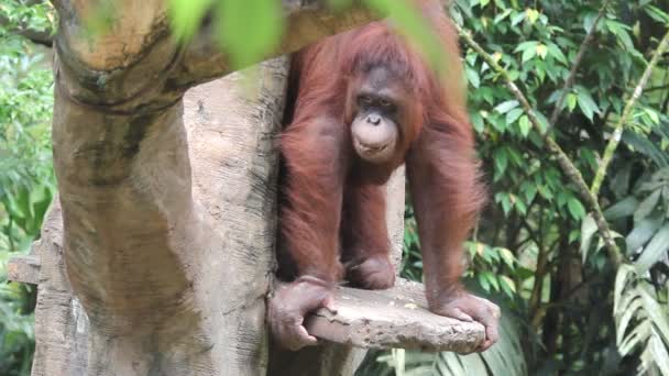 Orang utan — Stockvideo