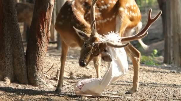 cerfs