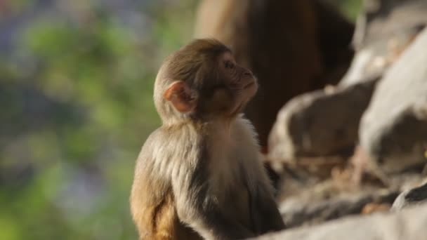 Monos. — Vídeo de stock