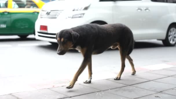 Perro callejero — Vídeo de stock
