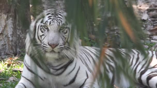 Aziatische witte tijger — Stockvideo