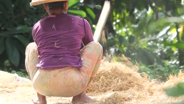Landbouw, rijst en handenarbeid — Stockvideo