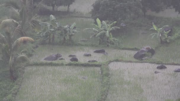Tropiskt regn — Stockvideo