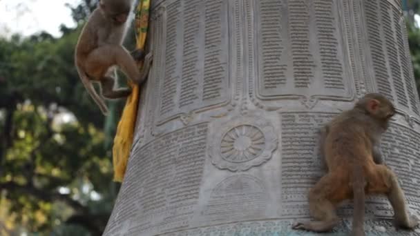 Μαϊμού. Νεπάλ. — Αρχείο Βίντεο