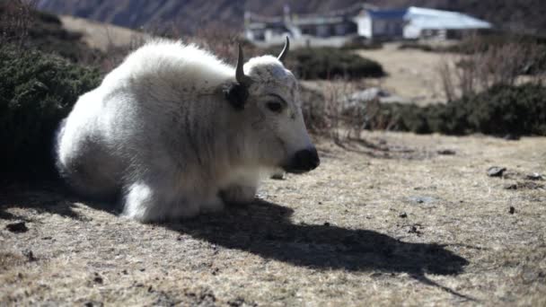 Tibetanska yak — Stockvideo