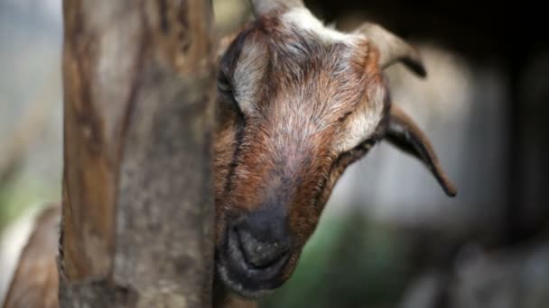 Goat, portrait. — Stock Video