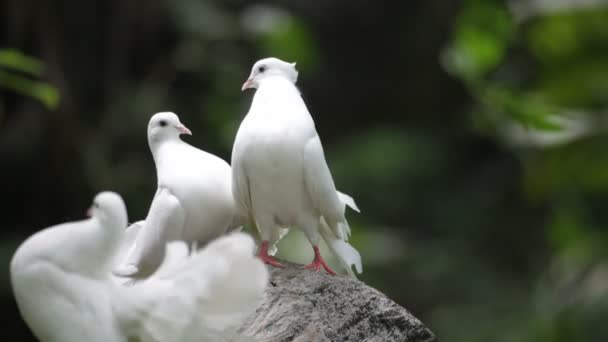 Amour et Pigeons 