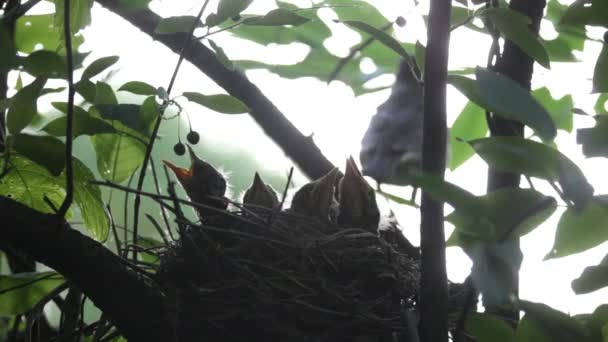 Rigó, baba madarak fészket — Stock videók