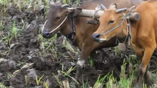 Buffalo, agriculture, rice — Stock Video