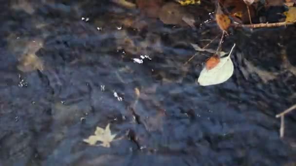 Blätter im Fluss — Stockvideo