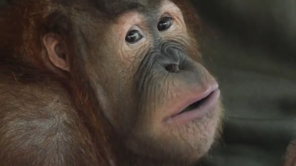 Orang utan — Stock video