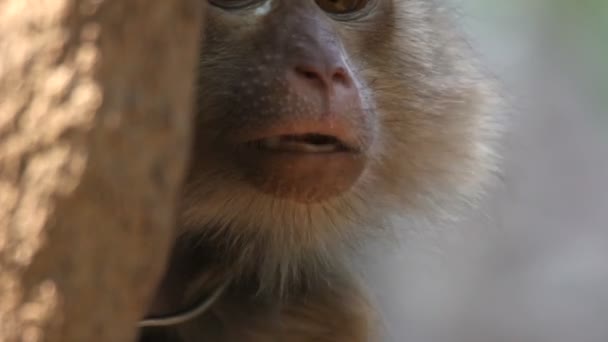 猿 — ストック動画