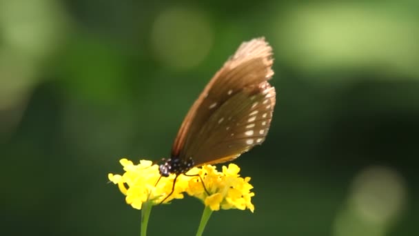 Mariposa de cerca — Vídeo de stock