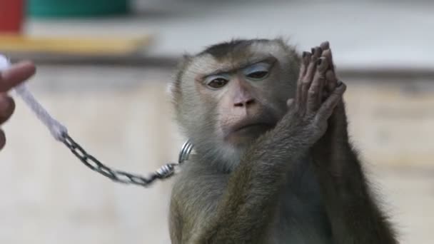 Macacos — Vídeo de Stock