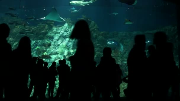 Gran acuario en el oceanario — Vídeos de Stock