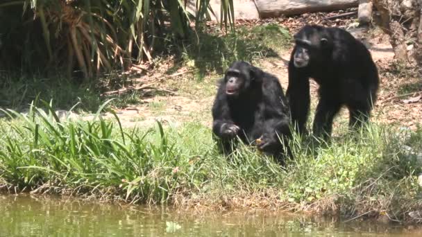 Шимпанзе у неволі — стокове відео