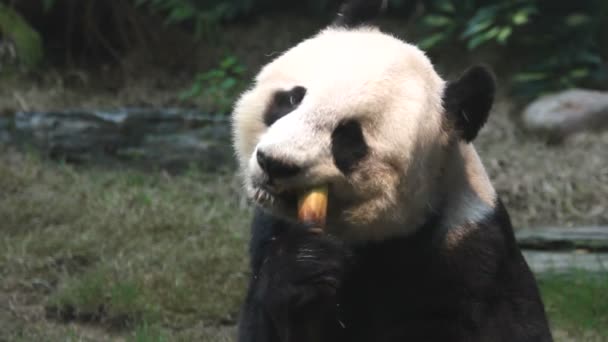 Mignon panda — Video