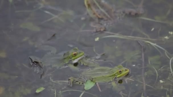 Green frog, spring — Stock Video