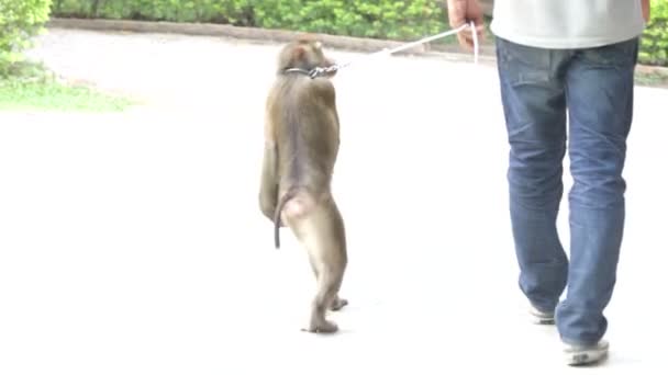 Рабство, обезьяна в Таиланде — стоковое видео