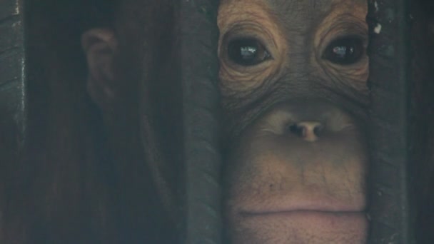 Mono en una jaula — Vídeos de Stock