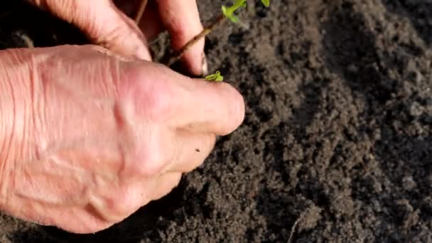 Handen planten van een boom — Stockvideo