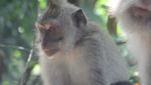 Macacos em uma árvore — Vídeo de Stock