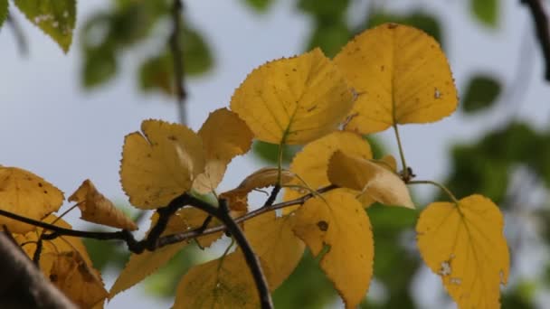 Podzim, tundra — Stock video
