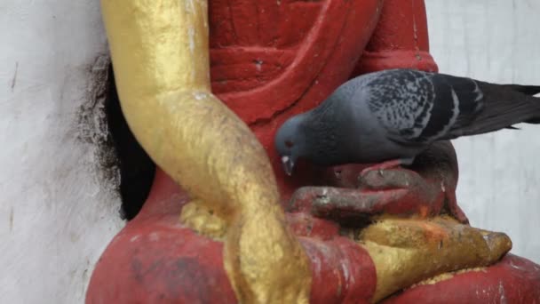 Pigeons. Nepal. — Stock Video